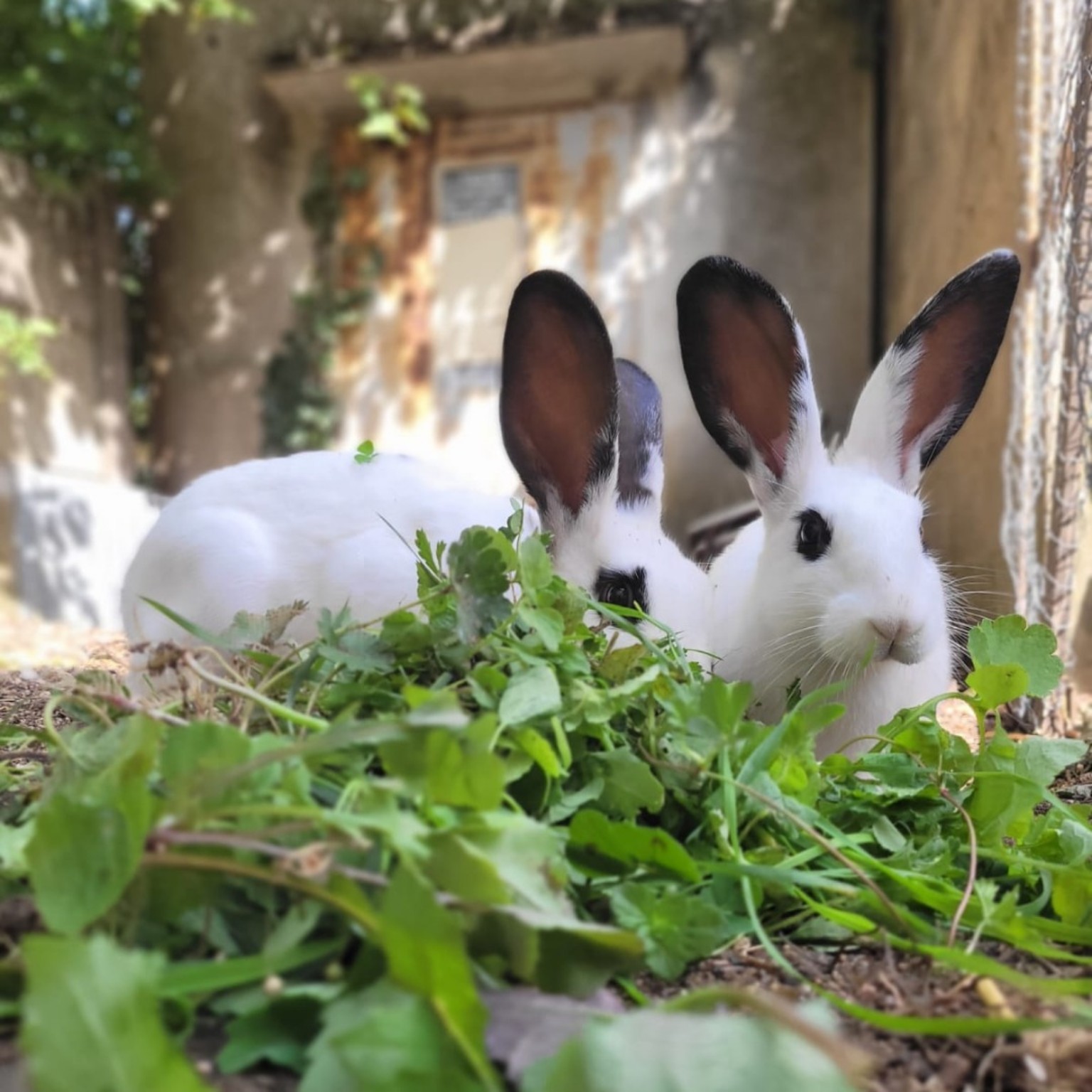 Nos petits compagnons